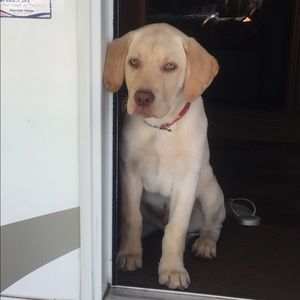 Meet your Posher, Heidi